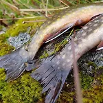 Heddan Gjestegard 3* Tingvatn