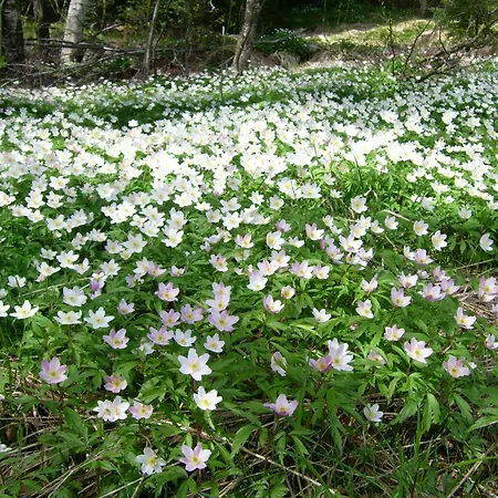 Heddan Gjestegard Πανσιόν