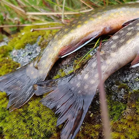 Heddan Gjestegard 3* Tingvatn